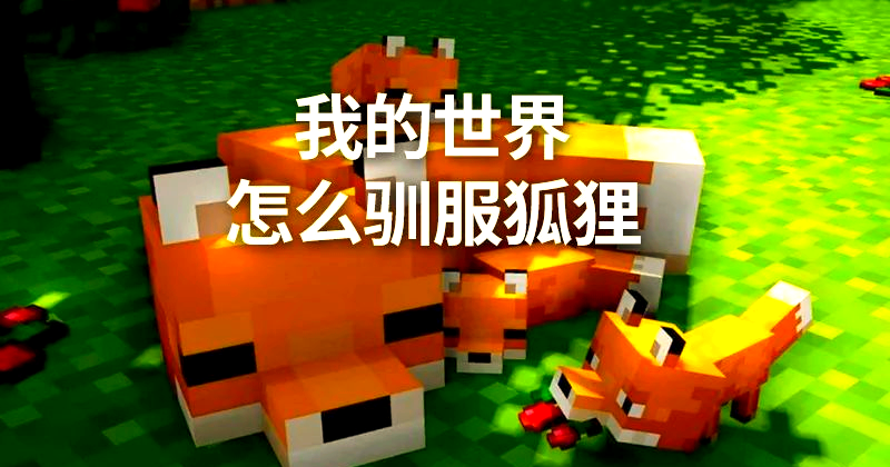 我的世界狐狸怎么驯服？我的世界狐狸驯服方法